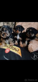 Jorkšírsky teriér - 2