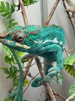Chameleon pardalis - nosy be - 2