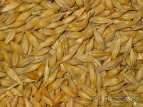 Ječmen,pšenice a šrot - 2