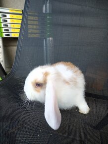 Zakrslý králík beránek kluk bílo hnědý - 2