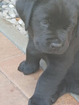 Labradorský retrívr - 2