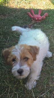 Jack russell terier - 2