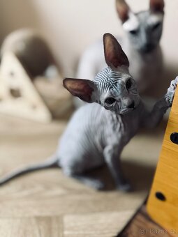Don Sphynx s PP - 2