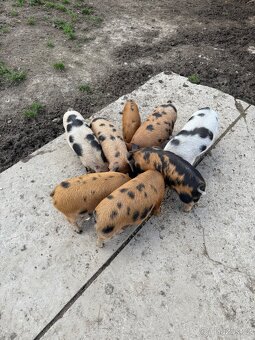 Prodám čistokrevná selata Kune kune - 2