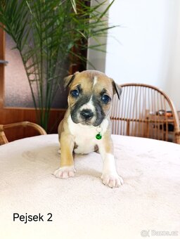 🐾 Americký stafordšírský teriér - 2