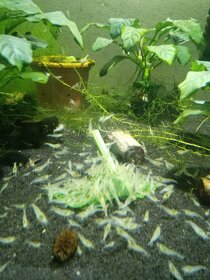 (NEDOSTUPNÉ) krevetky White Pearl - 2