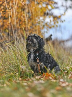 Pejsek Janíček - 2