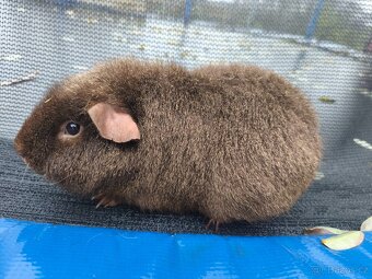 Morčátka s VP  i PP - 2