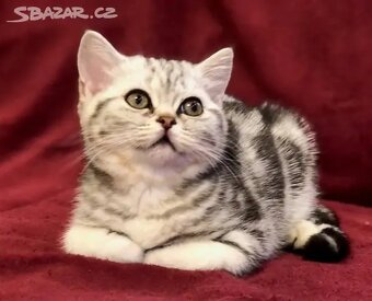 Britská koťátka s PP, FIFE - 2