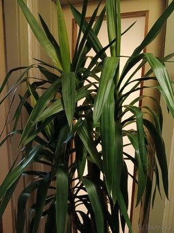 Rostlina Juka pokojová kytka - 2