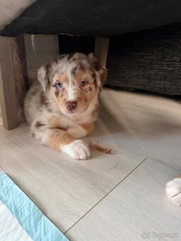 Australsky ovciak s PP - 2