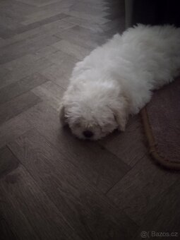 Štenatka Shih-tzu - 2