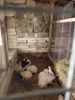 Francouzská Hyla  i kříženci - 2