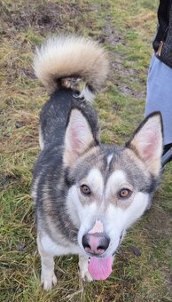 Rodinné důvody - 2