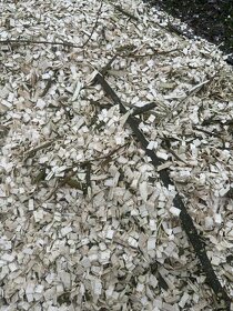 Drevni Stepka -Habr,Javor - 2