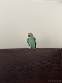 Alexandr malý s klecí - 2