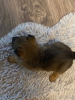 Německý ovčák - 2