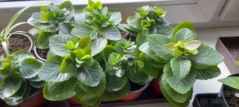 Kalanchoe - 2