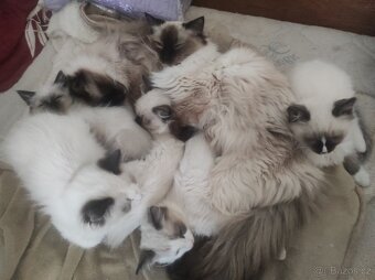Ragdoll koťata bez PP - 2