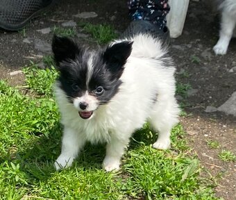 Papillon - 2