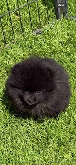 Pomeranian s PP - 2