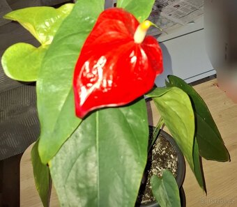 Anturie červená a jiné - 2