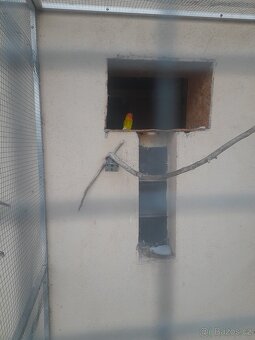 Agapornis ruzohrdly - 2