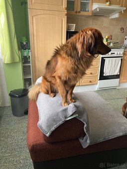 Daruji pejska do dobrých rukou - 2