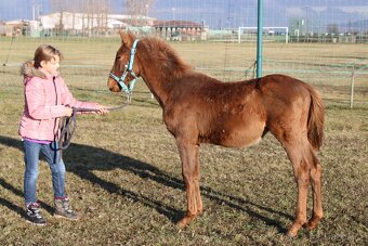 Letošní hřebeček, odstávče - 2