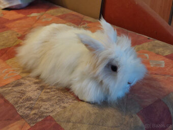 Zakrslý králík - 2