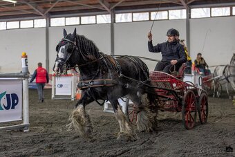 Pripúštanie Írsky Cob - 2