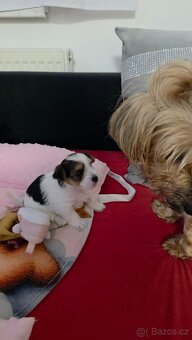 Jorkšírský teriér štěňata - 2