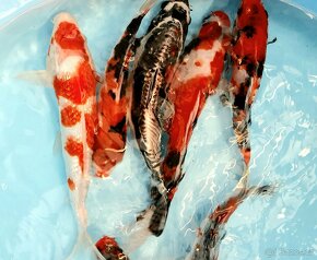 Koi kapr -tosai, nisai mix / 10cm-30 cm-AAA+výběr / - 2