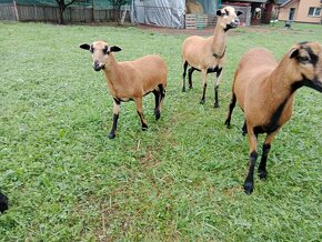 Kamerunske ovce - 2