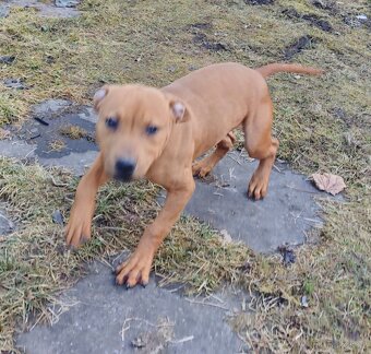 Štěně A.P.B.T. (Americký pitbull teriér,pitbull) - 2