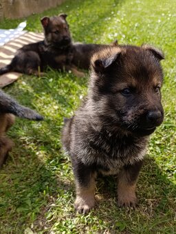 Vlkošedá štěňata německého ovčáka. - 2
