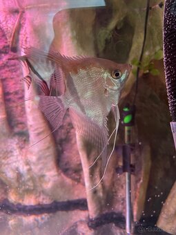 Pterophyllum scalare Manacapuru Red shoulder - 2