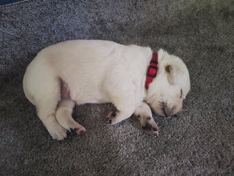 Štěňata labradora - 2