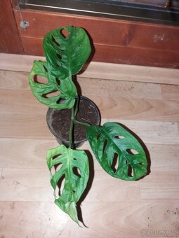 Monstera monkey - 2