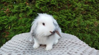 Zakrslý beránek, králíček, králík - MOLLY - 2