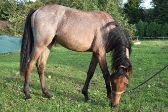 Pony hřebec ČSP - 2