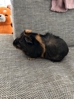 Naše dvě morčátka hledají nový domov 🐹 - 2