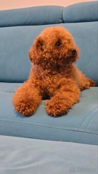 fenka Toy Pudl – čínská linie (Red) - 2