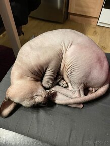 Kocour ke krytí Sphynx kanadský - 2