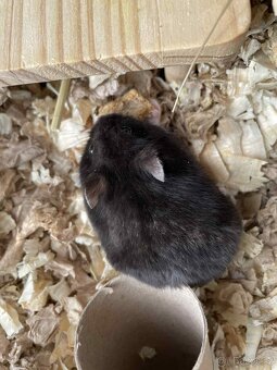 Daruji samečka Křeček Džungarského - 2