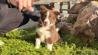 Šteniatko Border Kolie s papiermi - 2