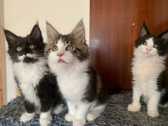 mainská mývalí kočka s PP - koťátka - 2