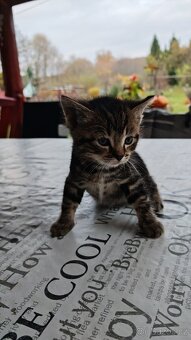 Daruji krásná koťátka - 2