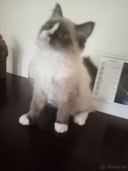Kotě Ragdoll - 2