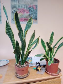 Pokojové rostliny - 2
